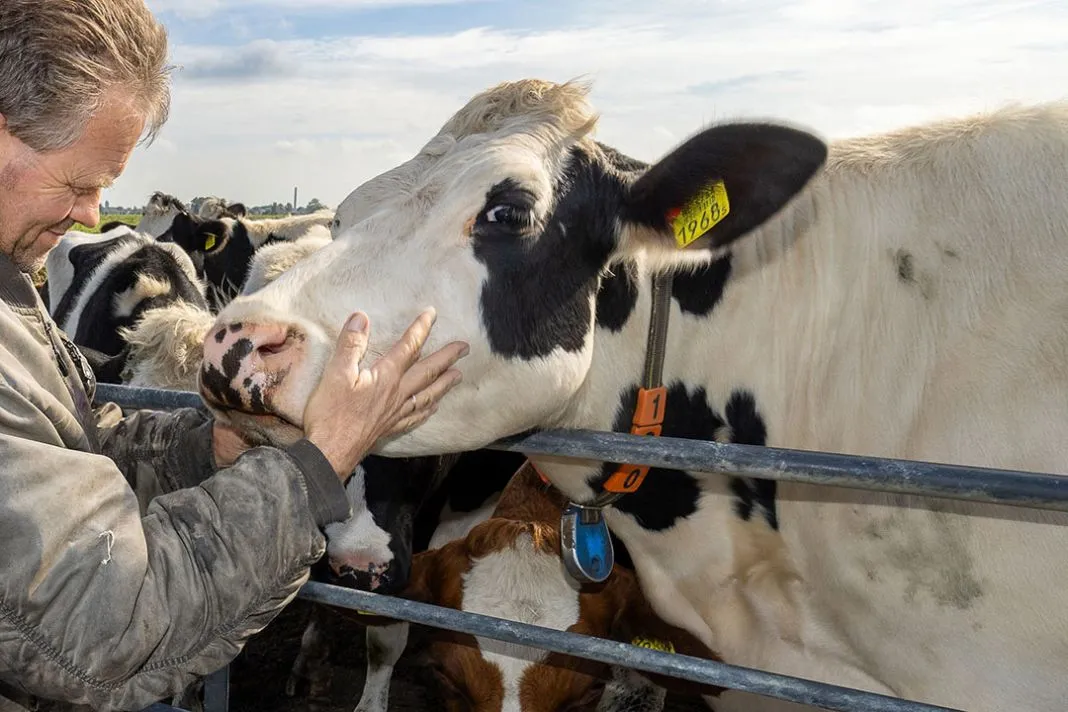 Bluetongue Disease Hits