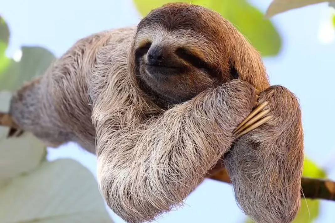 Sloth Fever